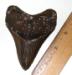 Beaufort SC Megalodon Tooth